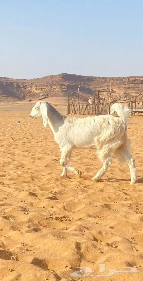 للبيع جفره عدله ذبح أو مقنوي 1