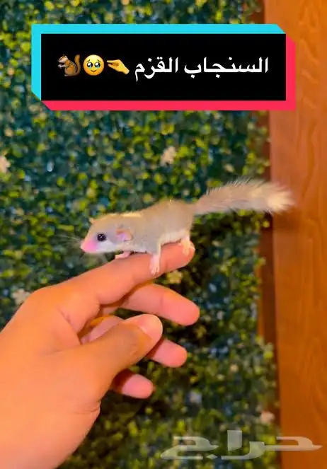 سنجاب قزم (سناجب قزماء) 0