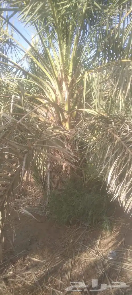 العنوان شقراء 1