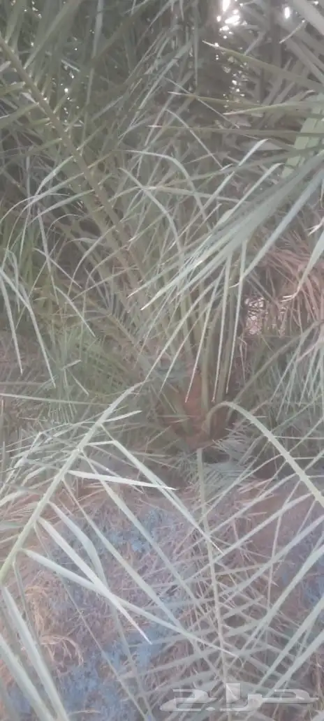 العنوان شقراء 6