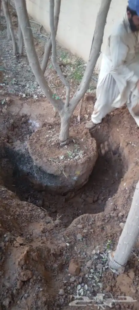 العنوان شقراء 34