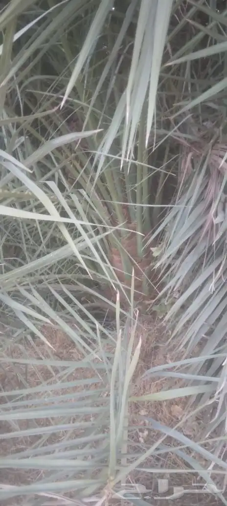 العنوان شقراء 0