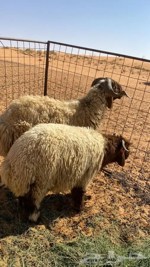 فحل نعيمي صنف 0