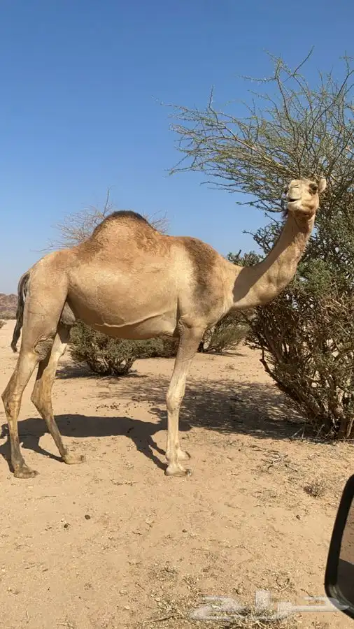 ملاقي علي جميع الشروط 0