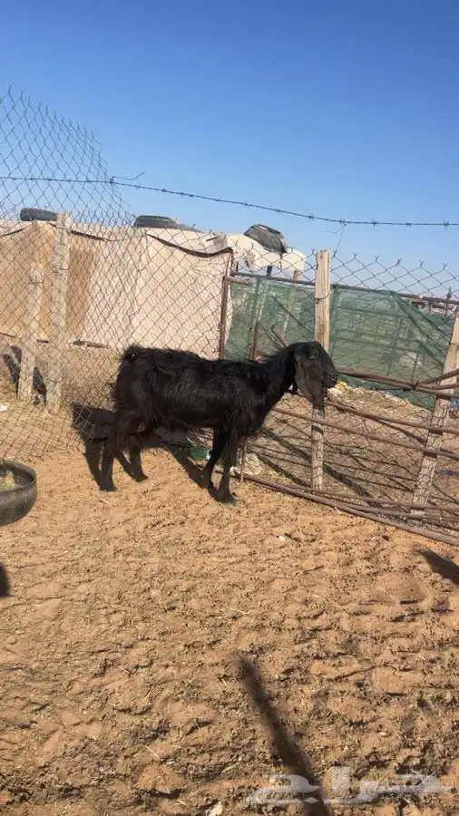 عنز مضرع شرط 1