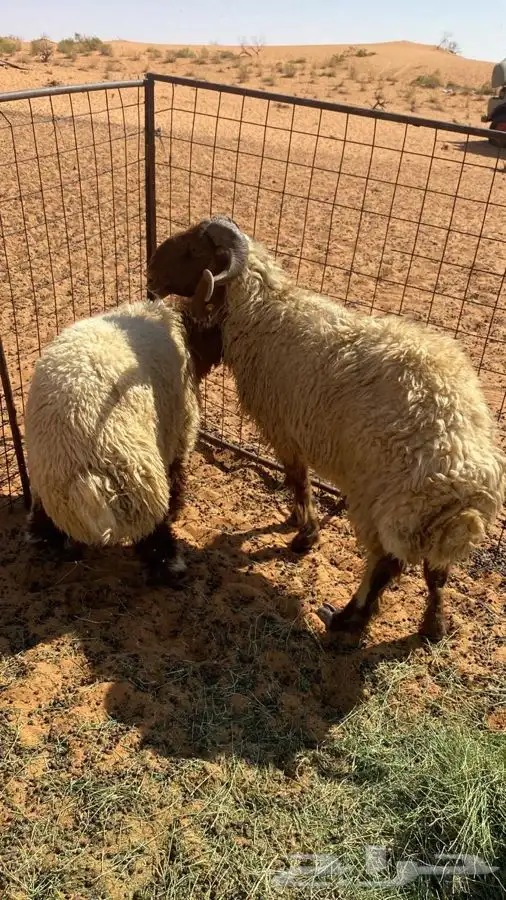 فحل نعيمي صنف 1