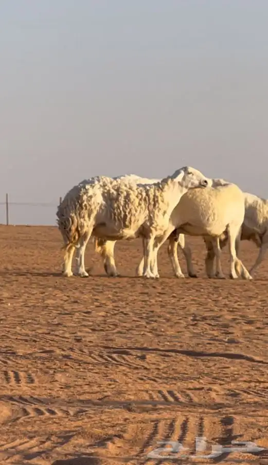 حريات صنف الصنف جروم شعره 3