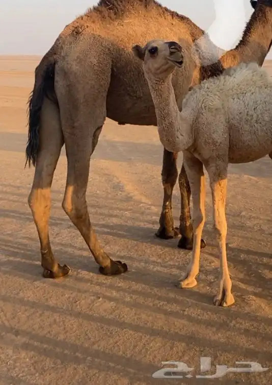 السلام عليكم آبل العدد 3