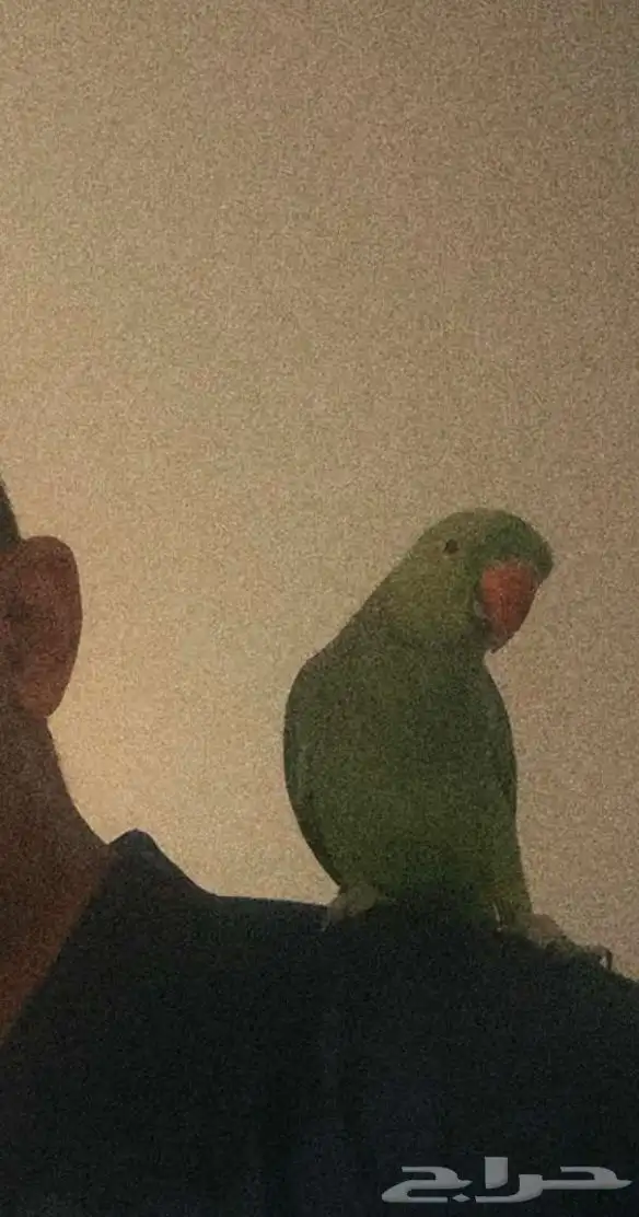 للبيع 2 دره اليفات 7