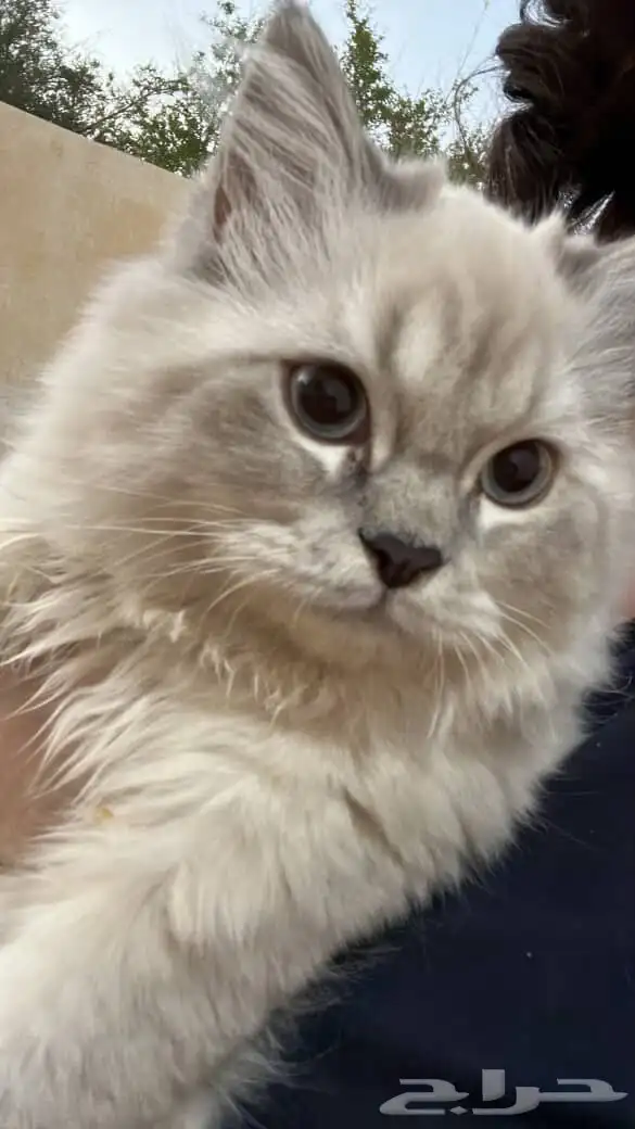 قط للتبني 1