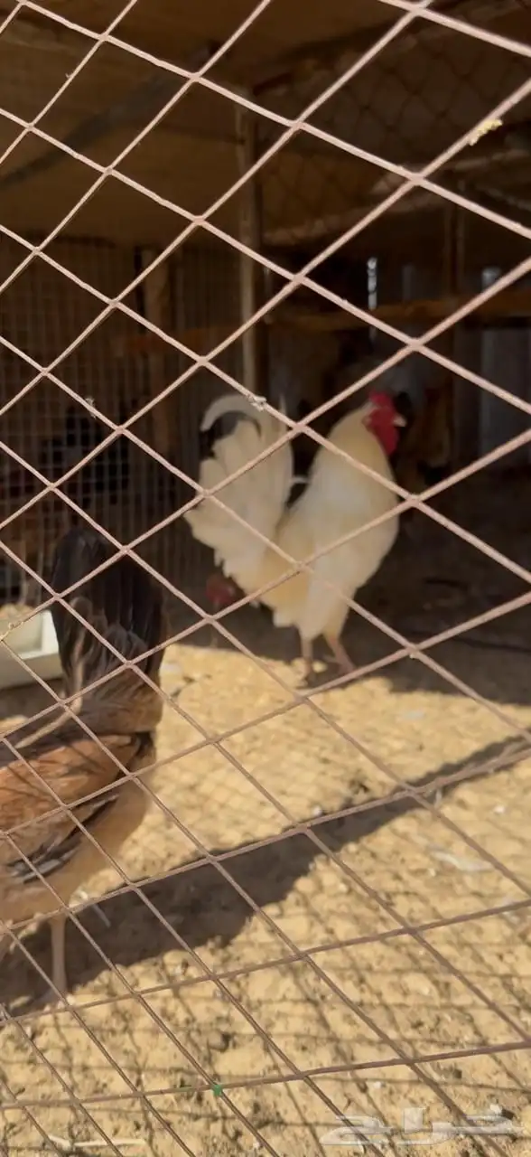 للبيع 3 ديوك دم صافي اللي يبي جمله او تفريد 4