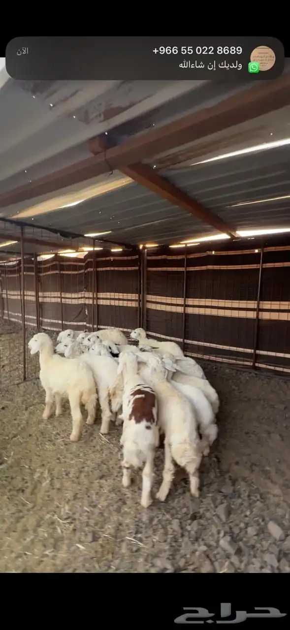 رخال حريات تم البيع 0