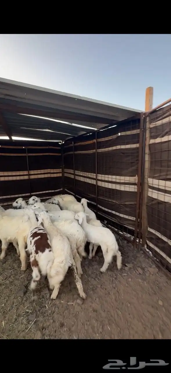 رخال حريات تم البيع 2