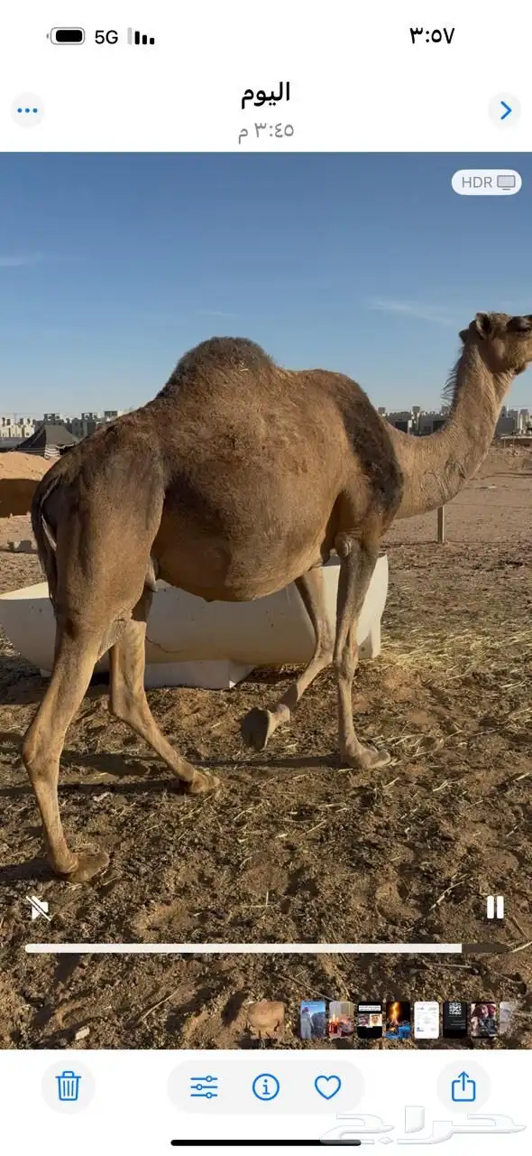 لقحه حمراء 0