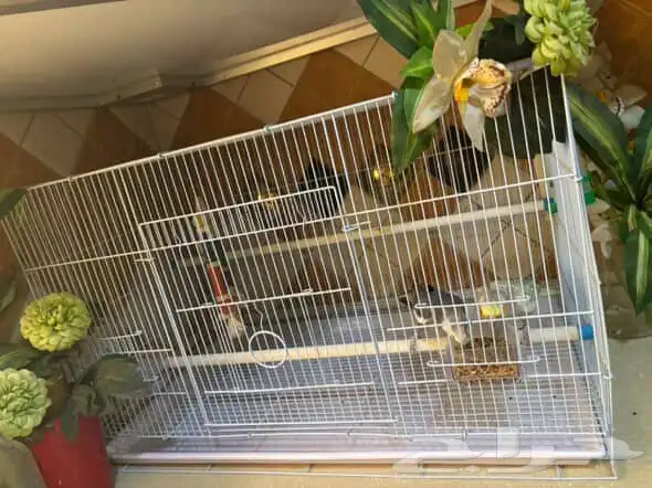 ببغاء كروان 3