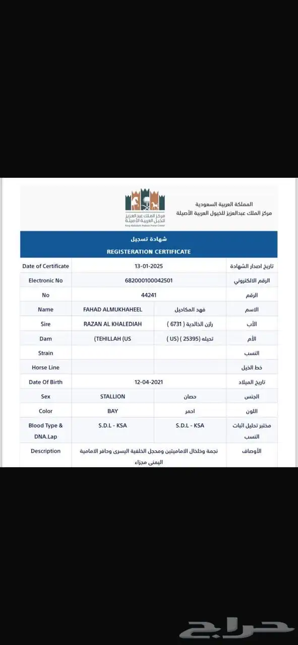 حصان مكس عربي واهو 5