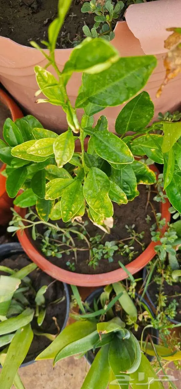 نباتات واشجار وشتلات زراعيه للبيع متنوعة البيع كامل 2