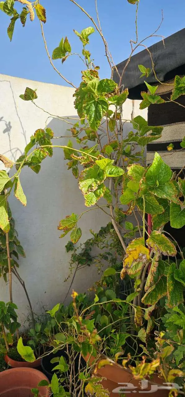 نباتات واشجار وشتلات زراعيه للبيع متنوعة البيع كامل 7