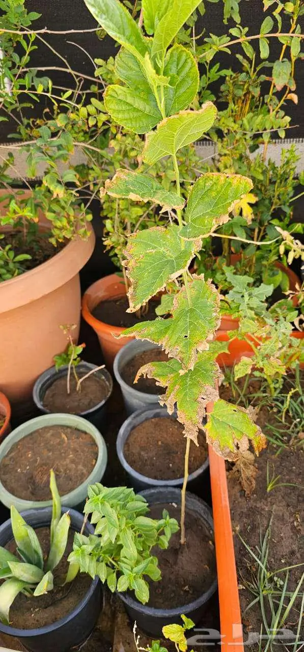 نباتات واشجار وشتلات زراعيه للبيع متنوعة البيع كامل 6