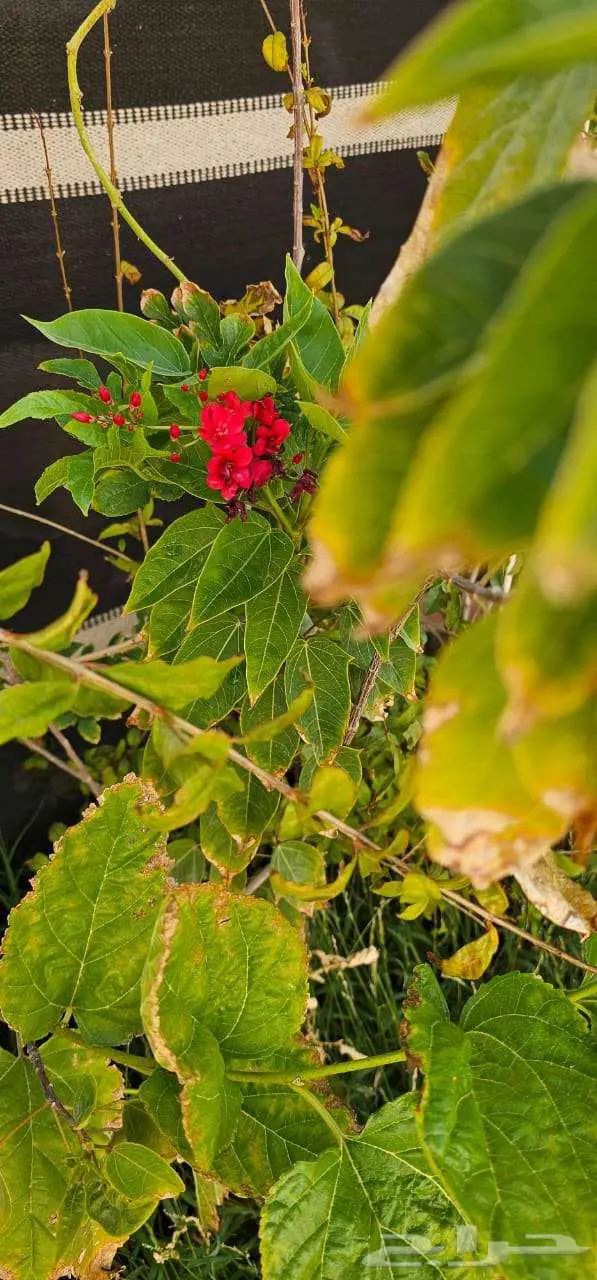 نباتات واشجار وشتلات زراعيه للبيع متنوعة البيع كامل 1