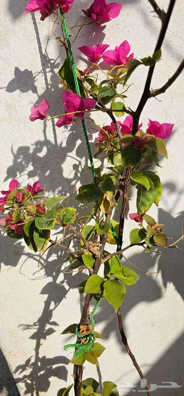 نباتات واشجار وشتلات زراعيه للبيع متنوعة البيع كامل 3