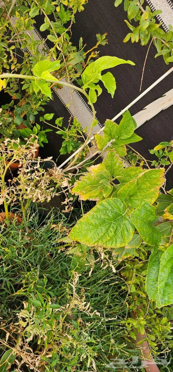 نباتات واشجار وشتلات زراعيه للبيع متنوعة البيع كامل 9