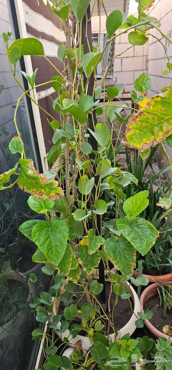 نباتات واشجار وشتلات زراعيه للبيع متنوعة البيع كامل 5