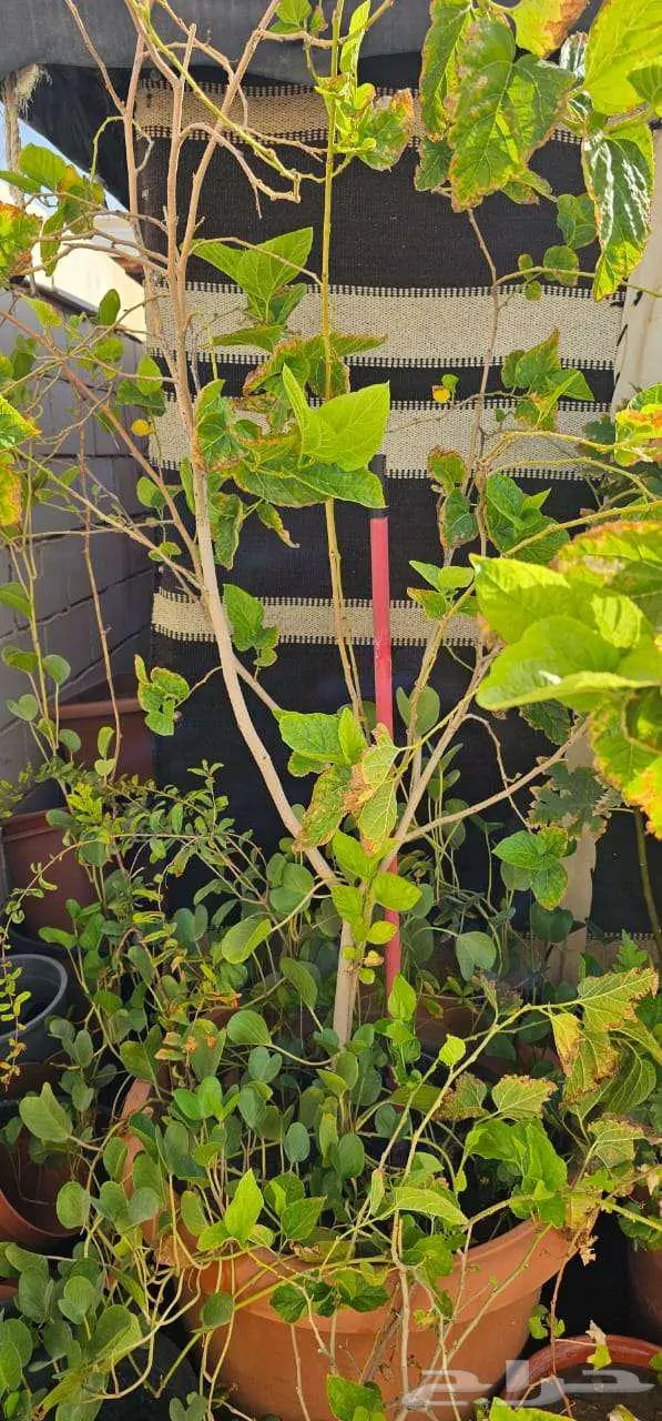 نباتات واشجار وشتلات زراعيه للبيع متنوعة البيع كامل 10