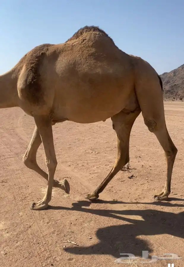 ملاقي علي جميع الشروط 2