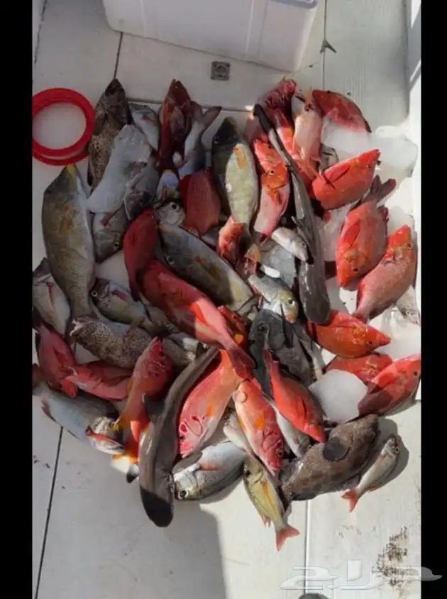 رحلات صيد رحلات بياضه رحلات بحرية 0