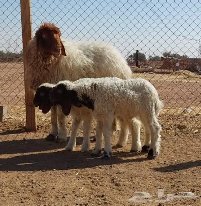 بيعت الله يربحه نعيمه متوم 0