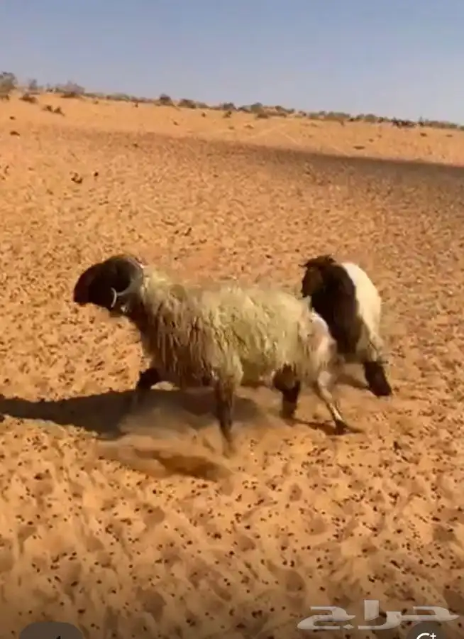 فحل نعيمي صنف 2