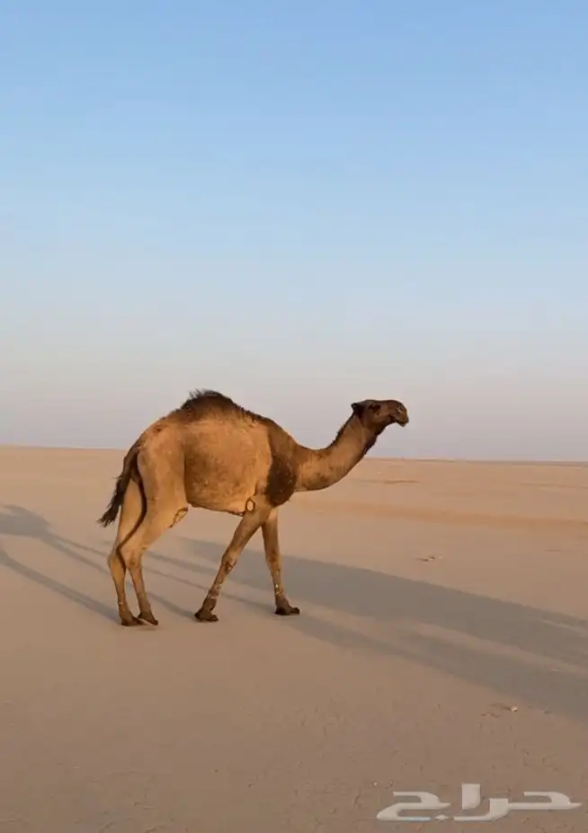 السلام عليكم آبل العدد 2