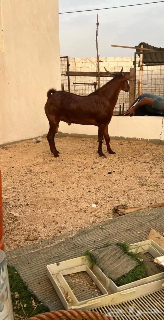 تيس محايلي 0