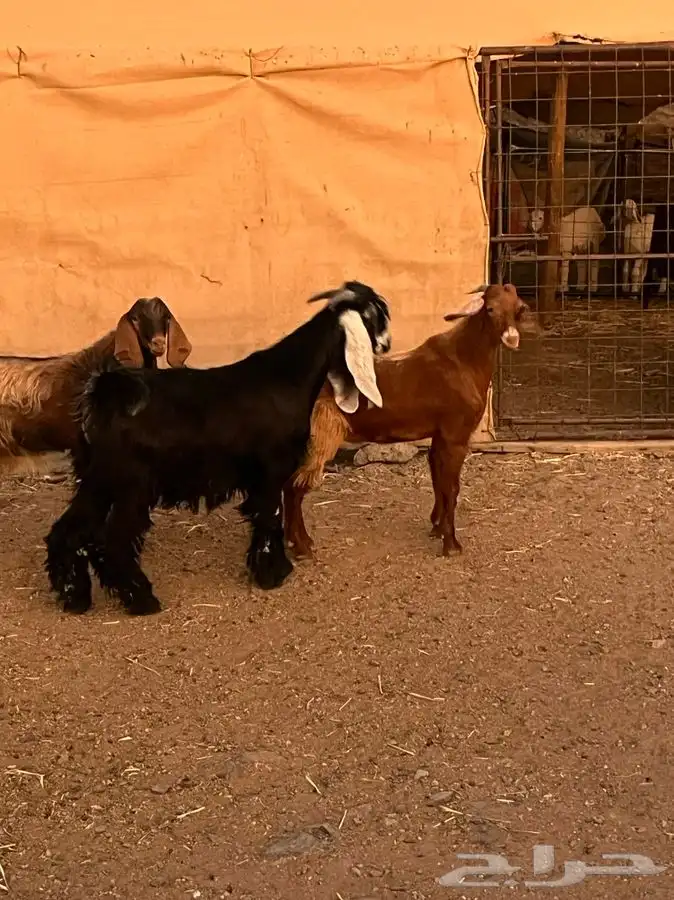 تيوس للبيع 6