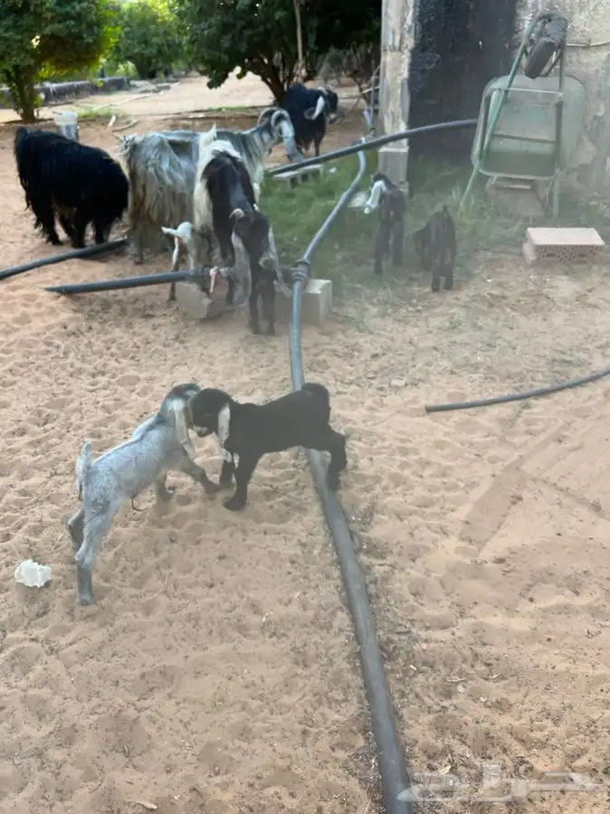 ماعز للبيع عوارض مواليد 0