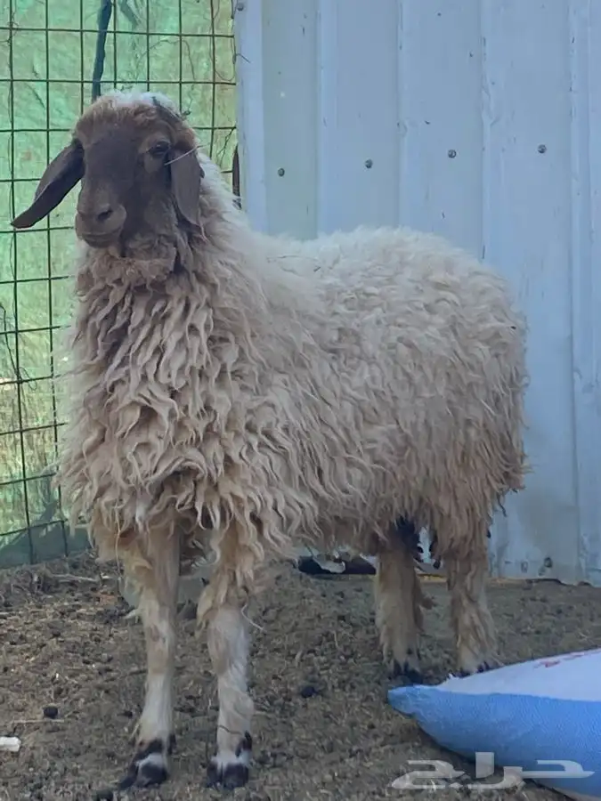 رخله البيع 0