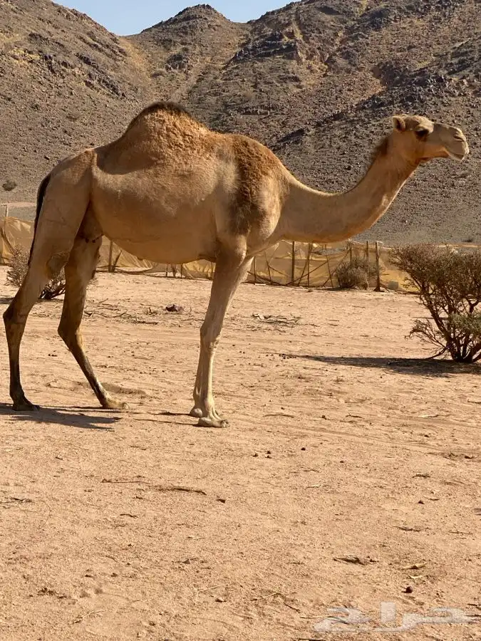 ملاقي علي جميع الشروط 3