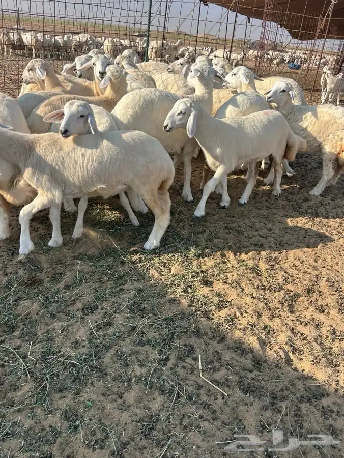 رخال تربيه 0