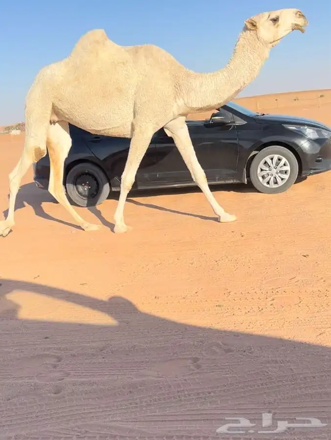 للبيع ضروبه وضحاء كفو 3