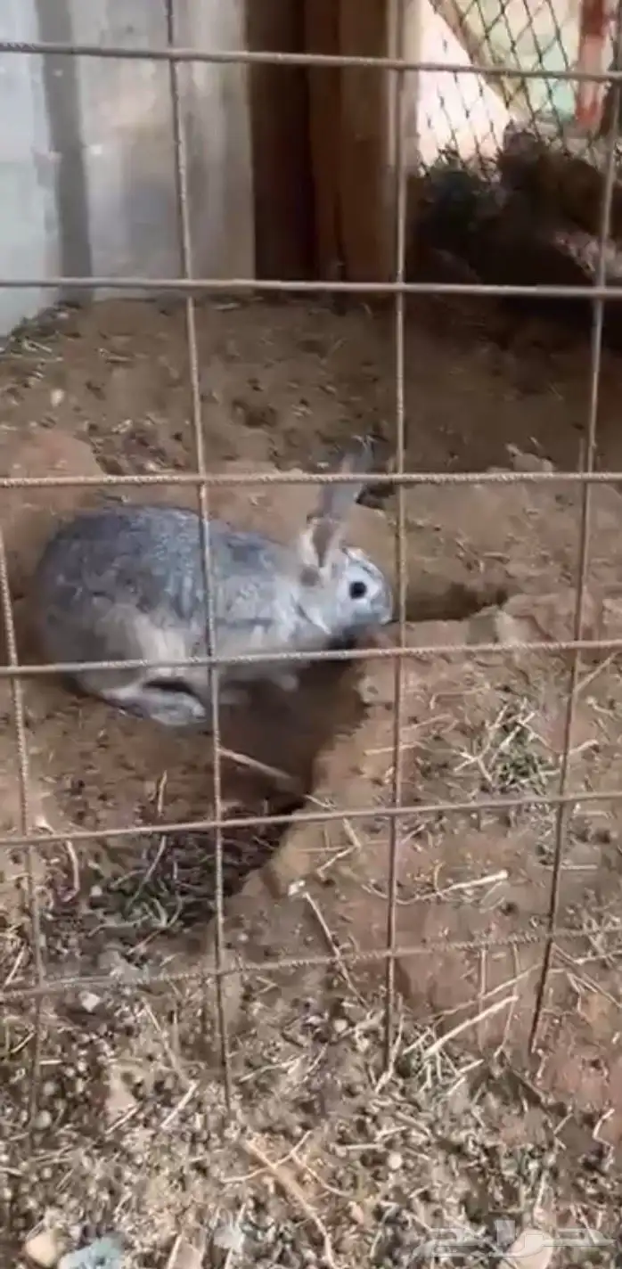 ارنب للبيع 0