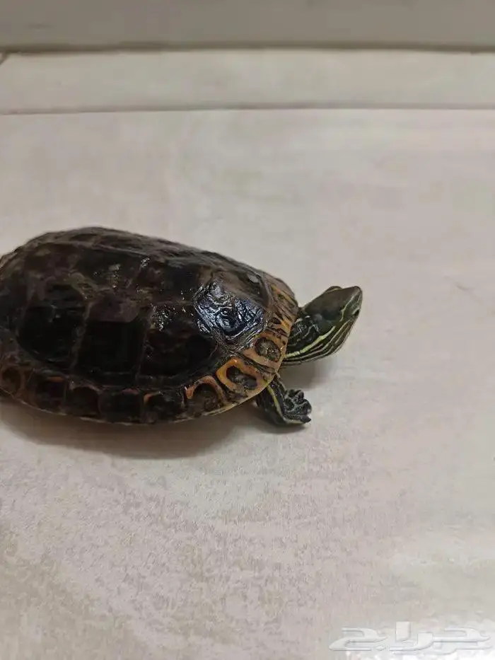للبيع سلحفاة برمائيه مع الحوض 0
