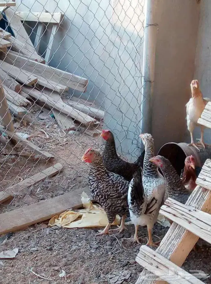 للبيع دجاج 0