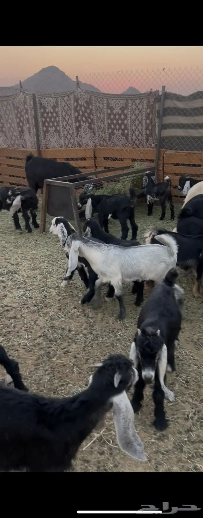 بهم مضبي تيوس وجفار عوارض 15