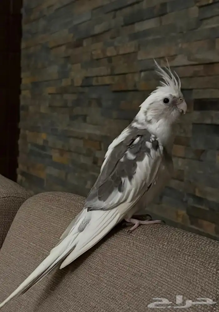 ببغاء كروان للبيع 0