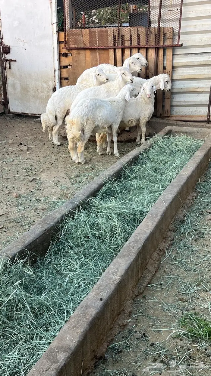 خرفان جبرة 6