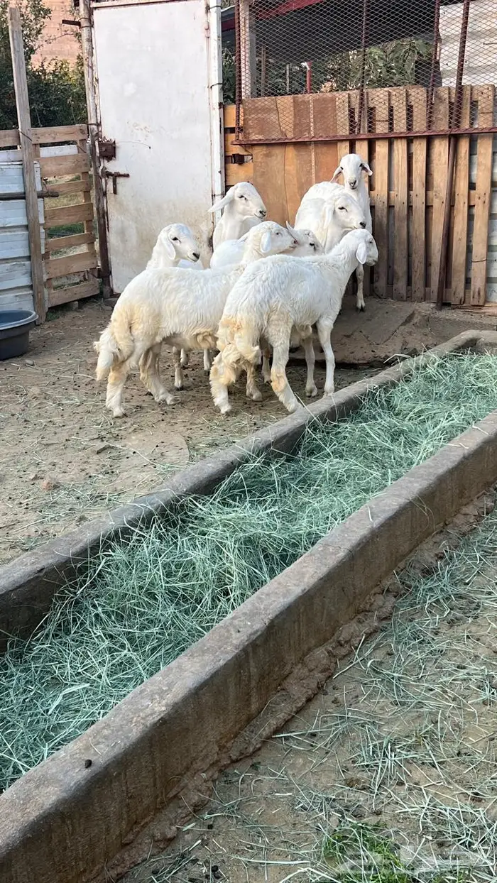 خرفان جبرة 2