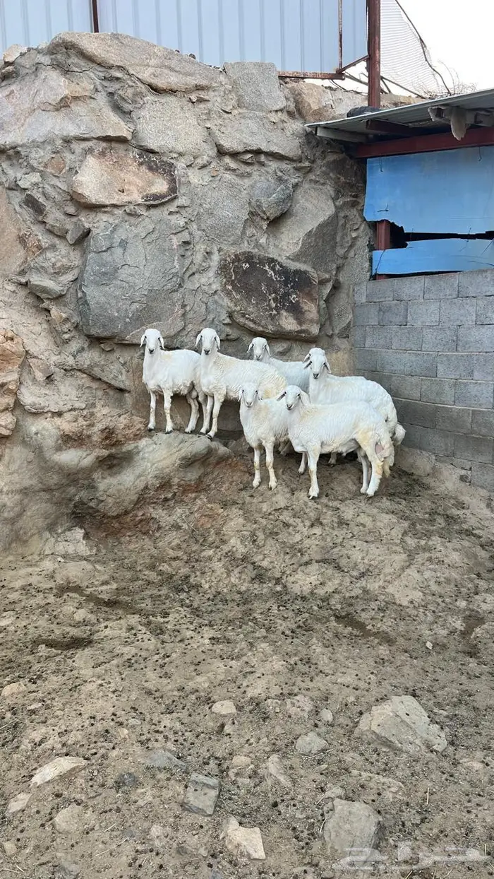 خرفان جبرة 4