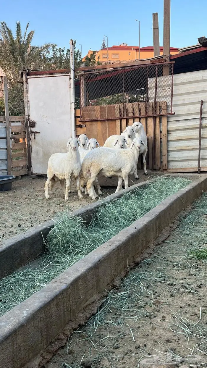 خرفان جبرة 3