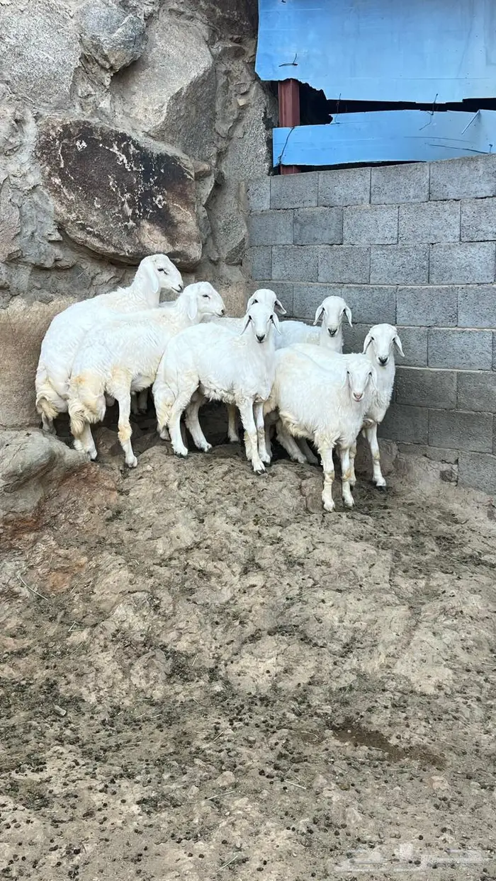 خرفان جبرة 0